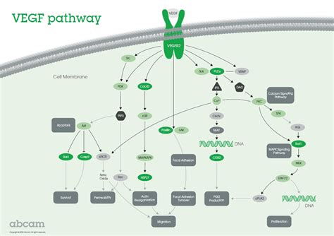 Vegf Signaling Pathway Abcam