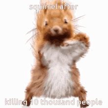 Funny Squirrel GIFs | Tenor