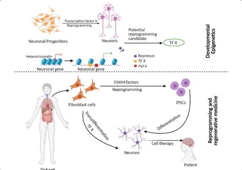 Scheme Illustrating How Knowledge Of Transcription Factors And