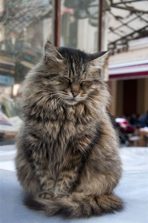 Best 25+ Mancoon cats ideas on Pinterest | Fluffy kittens, Orange maine ...