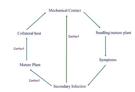 Tobacco Mosaic Virus: Symptoms and Management - Basic Agricultural Study