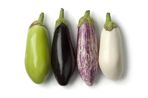 Types Of Eggplant Food Gardening Network