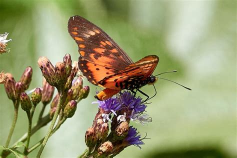 Acraea Zetes Lepiwiki