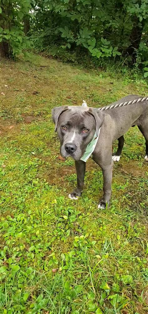 Boyd County Animal Shelter Home Facebook