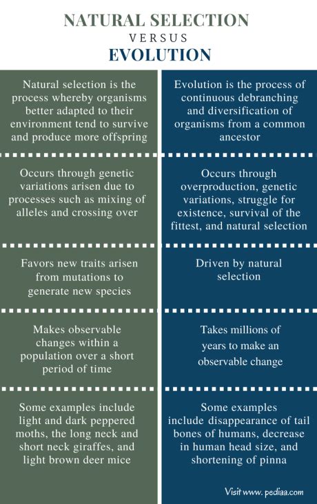 Difference Between Natural Selection and Evolution | Definition, Features, Examples