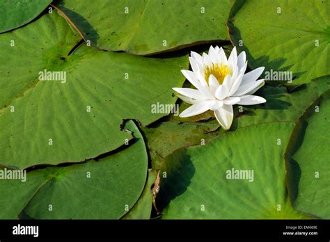 Lily Pads Hi Res Stock Photography And Images Alamy