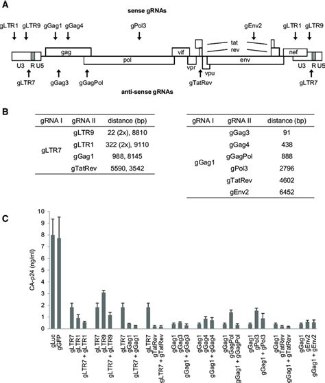 Targeting Hiv 1 Dna With Single And Dual Grnas A The Position Of The