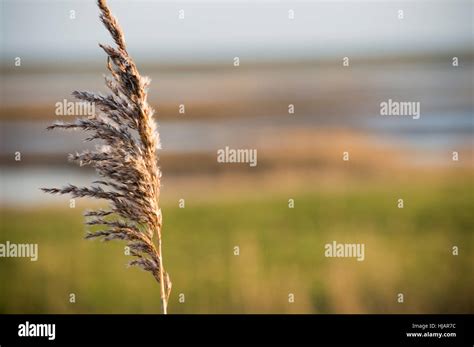 Wetland Grass Hi Res Stock Photography And Images Alamy