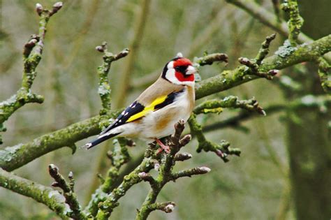Carduelis carduelis / Stieglitz / Distelfink / Finken - Fringillidae