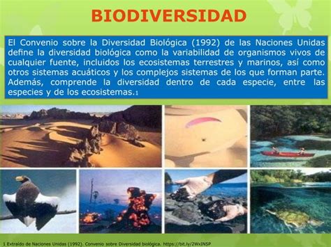 Biodiversidad En El Perú Ecorregiones Pptx