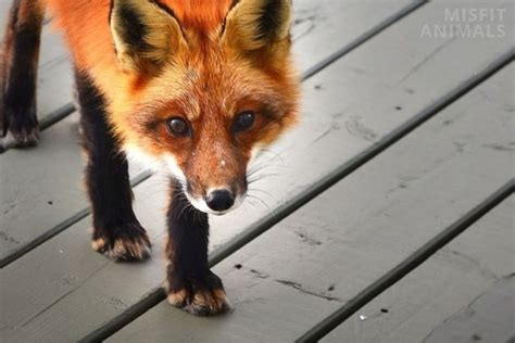 Fox Claws: Sharp & Retractable (How They Use Them)