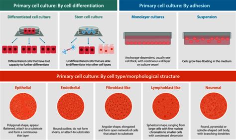 What Is Primary Cell Culture Eppendorf Thailand