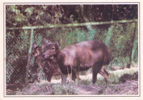 Barking Deer (East Malaysia) – Global Postcard Sales