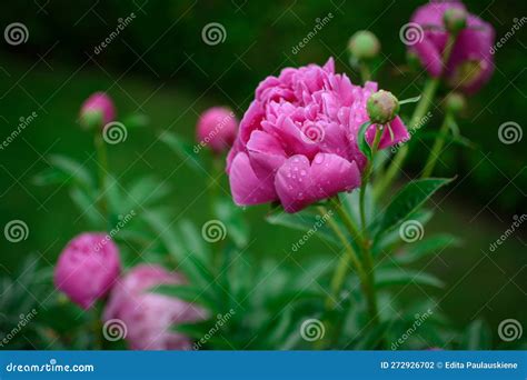 Beautiful Pink Peonies In The Garden Rain Drops On Blossoms Stock