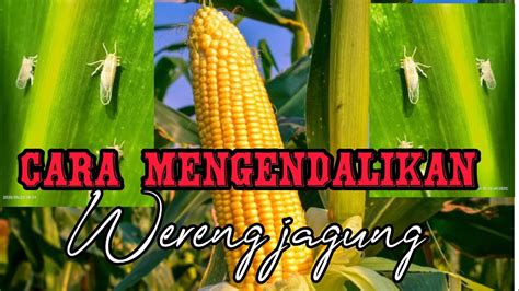 Cara Mengendalikan Hama Wereng Pada Tanaman Jagung YouTube