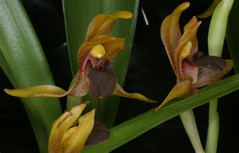 Maxillaria Cucullata