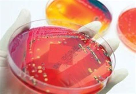 Food Microbiology Short Course — Short Courses and Workshops — Department of Food Science