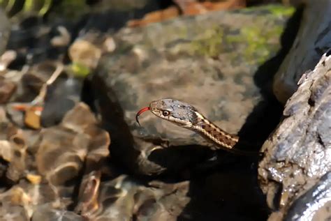 4 Types Of Garter Snakes In Kansas With Pictures