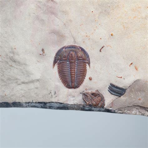 Elrathia Kingii Trilobite From The Sought After Middle Cambrian