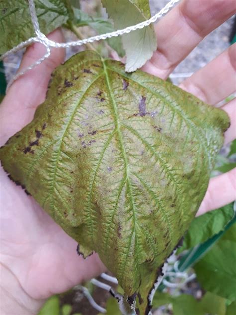 Is This Fertilizer Burn On My Raspberry Plant Plantclinic