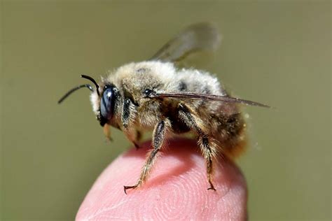 Wild bees are rapidly shrinking due to global warming | New Scientist