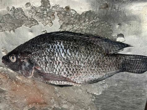 Tilapia Suppliers Exporters Ctle Seafood Inc