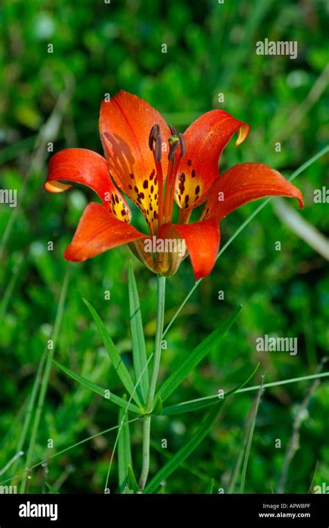 Prairie Lily Aka Wood Lily Stock Photo Alamy
