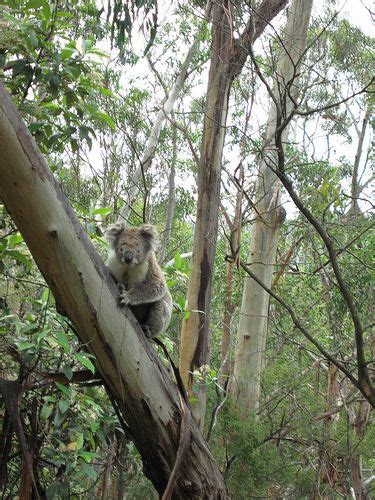 Koala, New South Wales #Australia Beautiful World, Australian Fauna ...