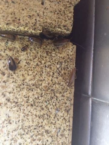 American Pest Solutions: German Roach infestation