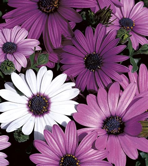 Tray African Daisy Plants Bulbs Seeds At Lowes