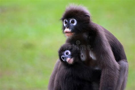 Dusky Langur is Breastfeeding Baby Selective Focus Stock Photo - Image ...