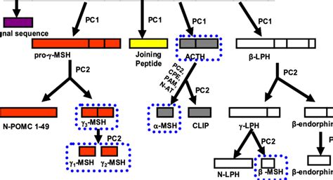 Overview Of POMC Processing By Prohormone Convertases Into Smaller