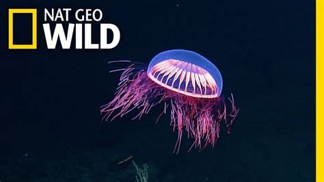 Spellbinding Jellyfish Spotted In Rare Deep Sea Footage From Rov