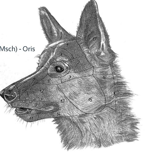 4 3 Gesicht Hund Diagram Quizlet