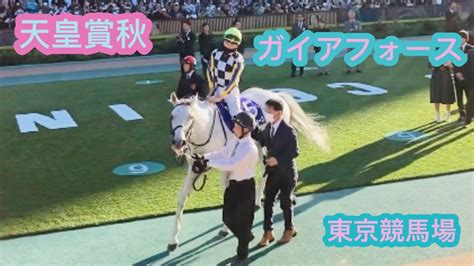 天皇賞秋 ガイアフォース 輝き増し増しで可愛すぎる 東京競馬場 Youtube