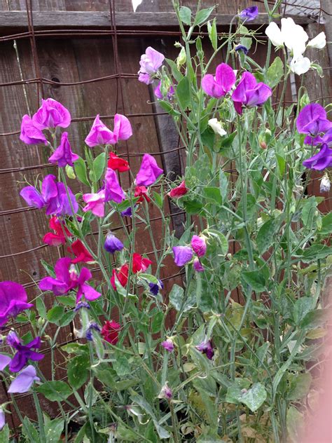 How To Plant Grow And Care For Sweet Pea Flowers Artofit