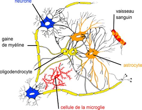 Schéma Représentant Des Neurones Parmi La Matrice Extracellulaire Download Scientific Diagram