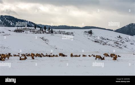 National Elk Refuge, Jackson, Wyoming Stock Photo - Alamy