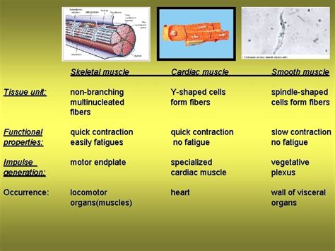 HISTOLOGY 1 11 MUSCULAR TISSUES Muscular Tissues Are