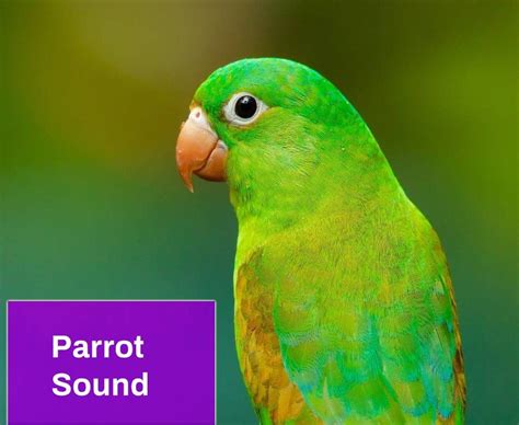 Parrot Sound Free MP3 Download | Mingo Sounds