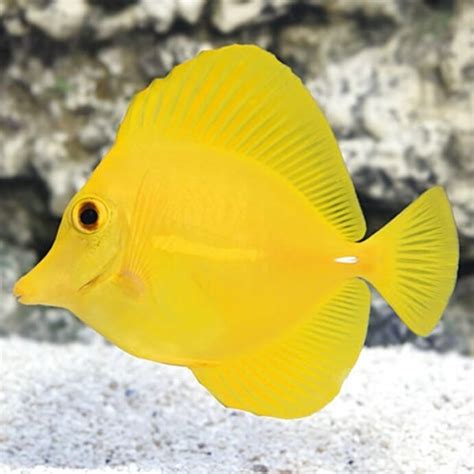 Yellow Tang Tankmates Yellow Surgeonfish Tankmates