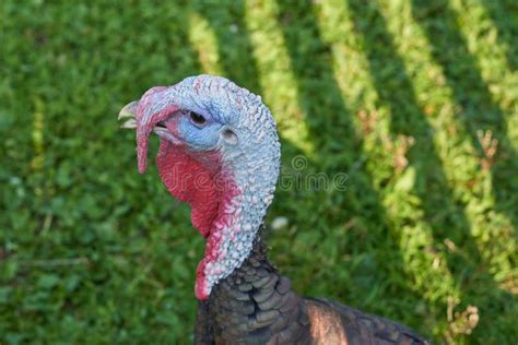 Curious Turkey On A Farm Turkey Bird Head Stock Photo Image Of Farm