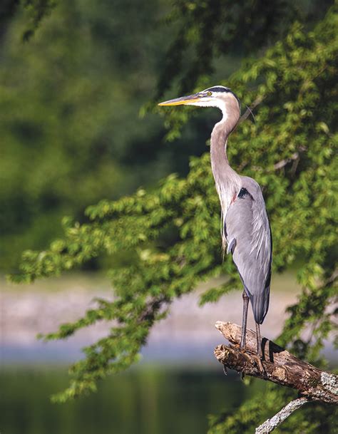 Durham Council Votes To Permanently Protect Great Blue Heron Rookery