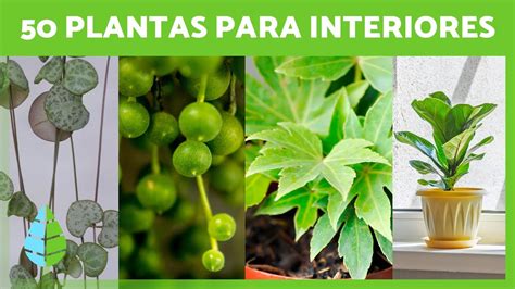 50 PLANTAS de INTERIOR Resistentes y Fáciles de Cuidar Nombres y