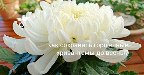 Как сохранить горшечные хризантемы до весны? Уход в домашних условиях ...