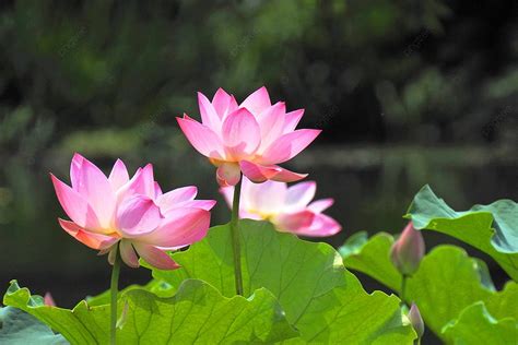 Chi tiết hơn 80 về hình nền bông sen mới nhất - Eteachers
