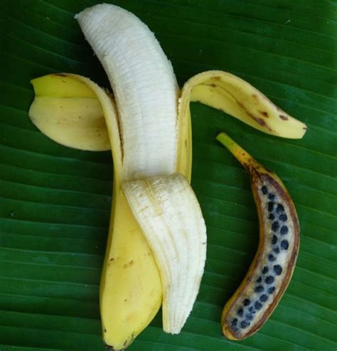 Modern seedless Banana vs Pre-Domesticated Banana - Images