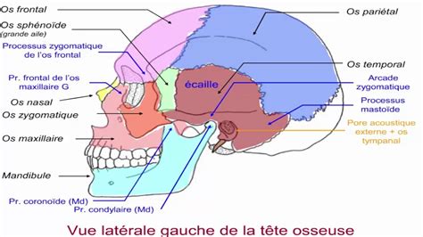 La Tête Osseuse Youtube