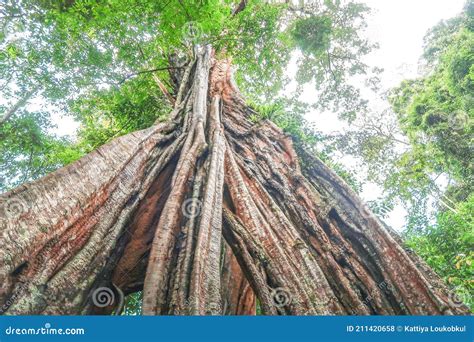 Millennium Tree! Leave Traces Of History! Stock Image | CartoonDealer ...