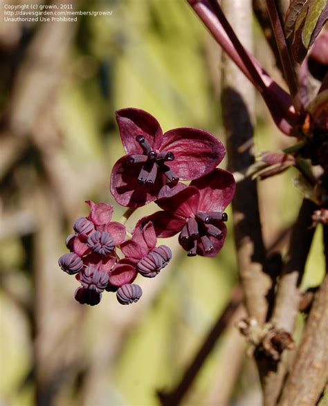 Plantfiles Pictures Akebia Species Chocolate Vine Five Leaf Akebia